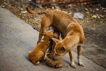 Dzień Psa – jak pod pretekstem miłości do zwierząt utrudnia się psom życie