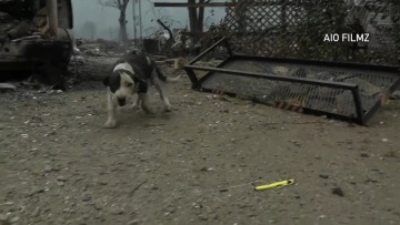 Fotoreporter odnalazł psa, który uciekł przed pożarem